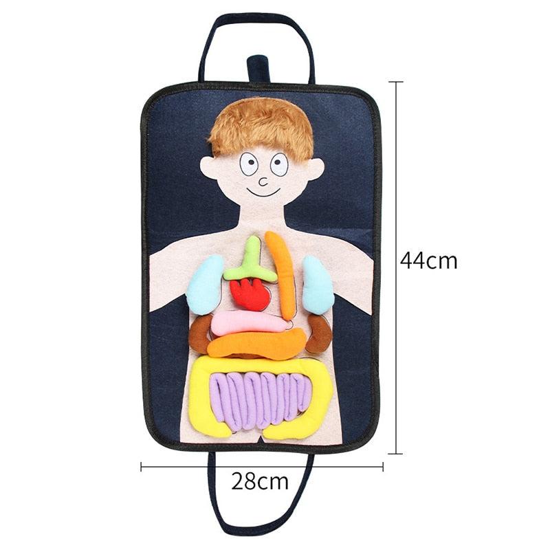 Human Anatomy Medical Busy Board for kids