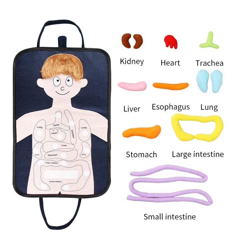 Human Anatomy Medical Busy Board for kids