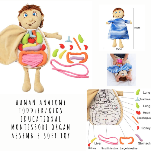 Human Anatomy Toddler/Kids Educational Montessori Organ Assemble Soft toy